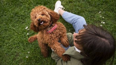 Benefícios de ter um pet para saúde mental!